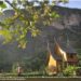 Wisata Terpendam Lembah Harau
