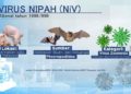 Kepri Waspadai Ancaman Virus Nipah dari Malaysia