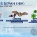 Kepri Waspadai Ancaman Virus Nipah dari Malaysia