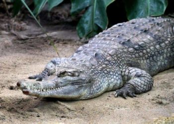 Warga Aceh Singkil Tewas Diterkam Buaya saat Cari Teripang