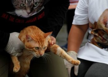 Polda Riau Tahan Pembunuh Kucing