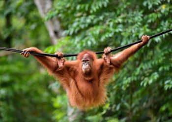 Tiga Orangutan Dilepasliar BKSDA