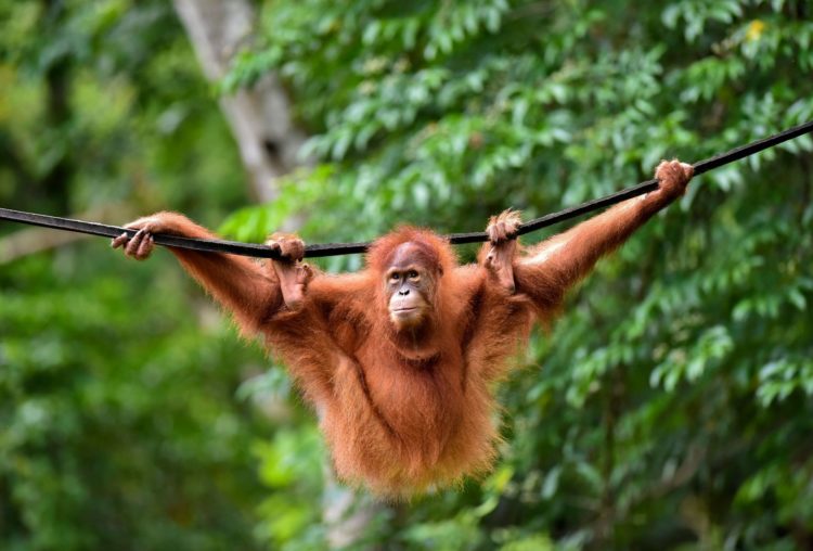 Tiga Orangutan Dilepasliar BKSDA