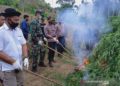 Lima Hektare Ladang Ganja Dibakar, Pemilik Lahan Ditahan