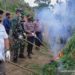 Lima Hektare Ladang Ganja Dibakar, Pemilik Lahan Ditahan