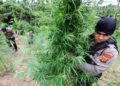 BNN Musnahkan 9 Hektare Ladang Ganja di Lhokseumawe