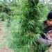 BNN Musnahkan 9 Hektare Ladang Ganja di Lhokseumawe
