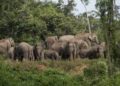 Tim BKSDA Giring Rombongan Gajah ke Hutan