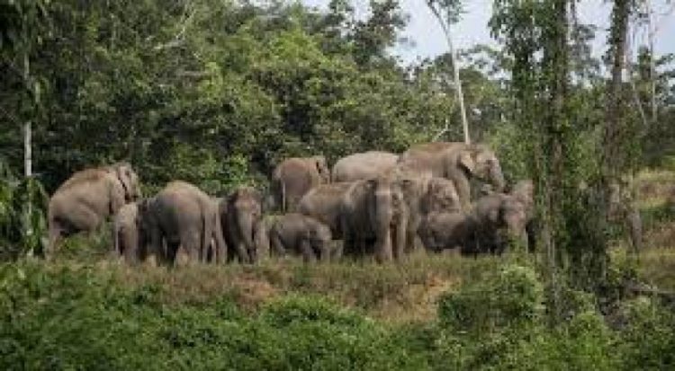 Tim BKSDA Giring Rombongan Gajah ke Hutan
