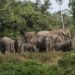 Tim BKSDA Giring Rombongan Gajah ke Hutan
