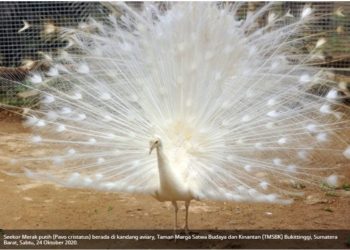Pesona Baru Kebun Binatang Bukittinggi