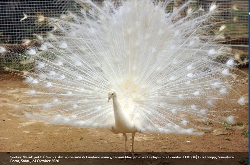 Pesona Baru Kebun Binatang Bukittinggi