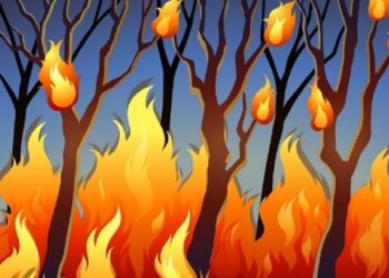 120 Hektare Lahan Gambut di Sungai Apit bakal Ditanami Sagu