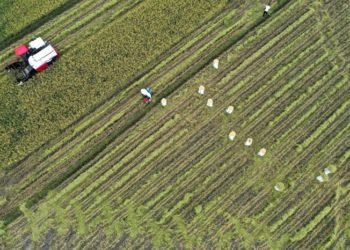 Distanbun Aceh Mendapati Benih Ilegal di Tengah Masyarakat