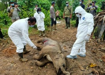 Seekor Bayi Gajah Liar Mati di Hutan Aceh Timur
