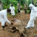 Seekor Bayi Gajah Liar Mati di Hutan Aceh Timur