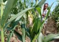 Ratusan Hektare Kebun Jagung Gagal Panen Diserang Tikus