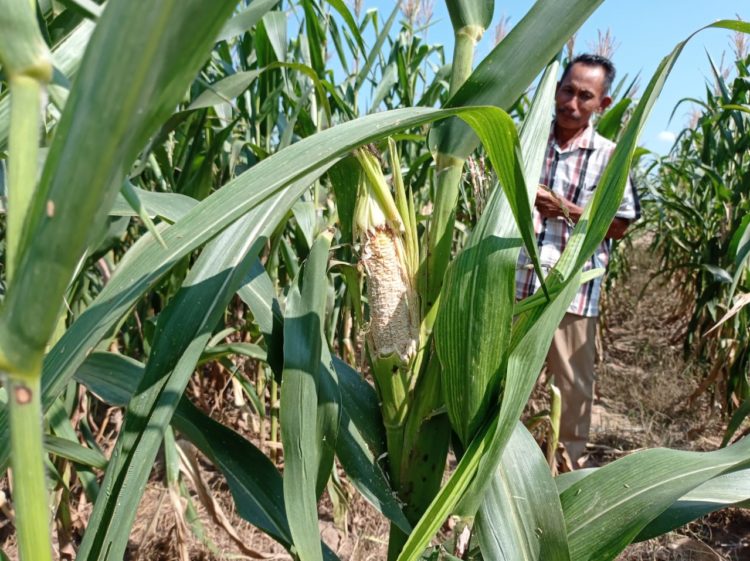 Ratusan Hektare Kebun Jagung Gagal Panen Diserang Tikus