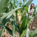 Ratusan Hektare Kebun Jagung Gagal Panen Diserang Tikus