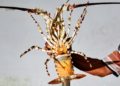 Penyelundupan 121.942 Benih Lobster Senilai Rp18,4 Miliar Digagalkan