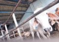 Peternak di Payakumbuh Hanya Mampu Penuhi 30 Persen Kebutuhan Sapi Kurban