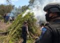Polisi Musnahkan 7 Hektare Ladang Ganja di Nagan Raya Aceh