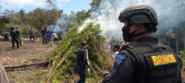 Polisi Musnahkan 7 Hektare Ladang Ganja di Nagan Raya Aceh