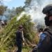 Polisi Musnahkan 7 Hektare Ladang Ganja di Nagan Raya Aceh