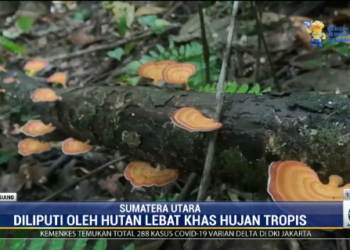 Balai Besar Taman Nasional Gunung Leuser Restorasi Hutan dengan Tanam Ratusan Bibit Pohon
