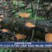Balai Besar Taman Nasional Gunung Leuser Restorasi Hutan dengan Tanam Ratusan Bibit Pohon