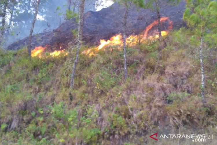 13 Hektare Lahan Warga di Dataran Tinggi Aceh Tengah Terbakar