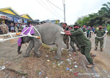 KLHK Kembalikan Anak Gajah Kembali ke Bentang Alam Bukit Tigapuluh