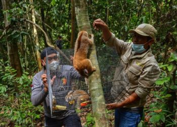 8 Kukang Dilepasliarkan di Kawasan Konservasi Riau
