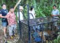 Seekor Harimau Betina Masuk Perangkap di Teluk Lanus