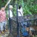 Seekor Harimau Betina Masuk Perangkap di Teluk Lanus