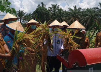 Sekolah Lapangan Iklim Tingkatkan Produksi Padi Batanghari