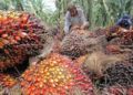 Petani Aceh Sambut Gembira Naiknya Harga Sawit
