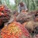 Petani Aceh Sambut Gembira Naiknya Harga Sawit