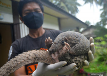 Jual 7,8 Kg Sisik Trenggiling, Dua Pemuda Ditangkap