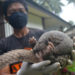 Jual 7,8 Kg Sisik Trenggiling, Dua Pemuda Ditangkap