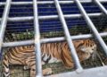 Harimau Tangkapan di Merangin Terindikasi Alami Gangguan Pencernaan