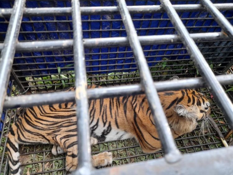 Harimau Tangkapan di Merangin Terindikasi Alami Gangguan Pencernaan