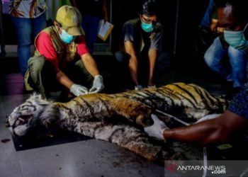 Penyebab Kematian Harimau Mati di Bengkalis Diduga Depresi