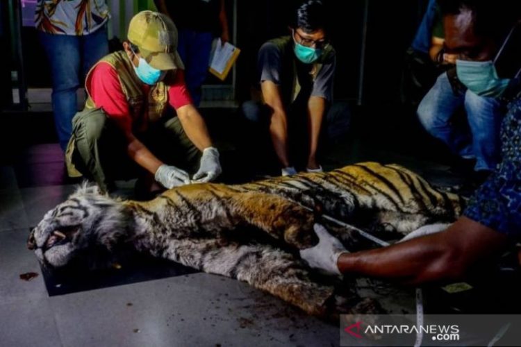 Penyebab Kematian Harimau Mati di Bengkalis Diduga Depresi