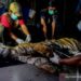 Penyebab Kematian Harimau Mati di Bengkalis Diduga Depresi