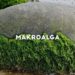 Makroalga Berpotensi Jadi Filter Masker Kain Berbasis Selulosa