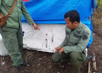 Sedang Tidur, Bocah Perempuan di Riau Tewas Diterkam Harimau