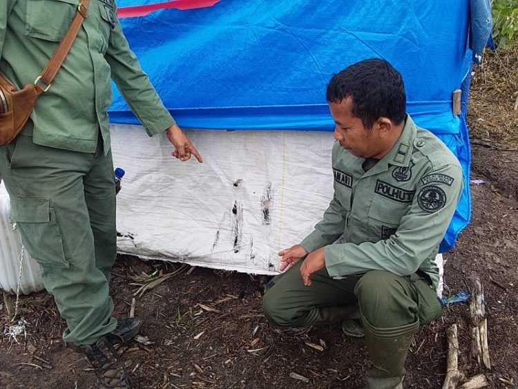 Sedang Tidur, Bocah Perempuan di Riau Tewas Diterkam Harimau