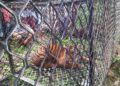 3 Harimau Berkeliaran di Perkebunan Warga Aceh Selatan