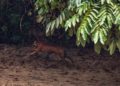 BKSDA Lepasliarkan Harimau Sumatra di Taman Nasional Gunung Leuser